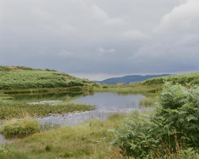 A small body of water filled with water lilies.