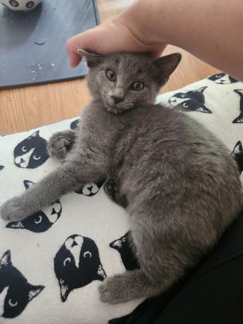 A cute grey kitten laying on a pillow