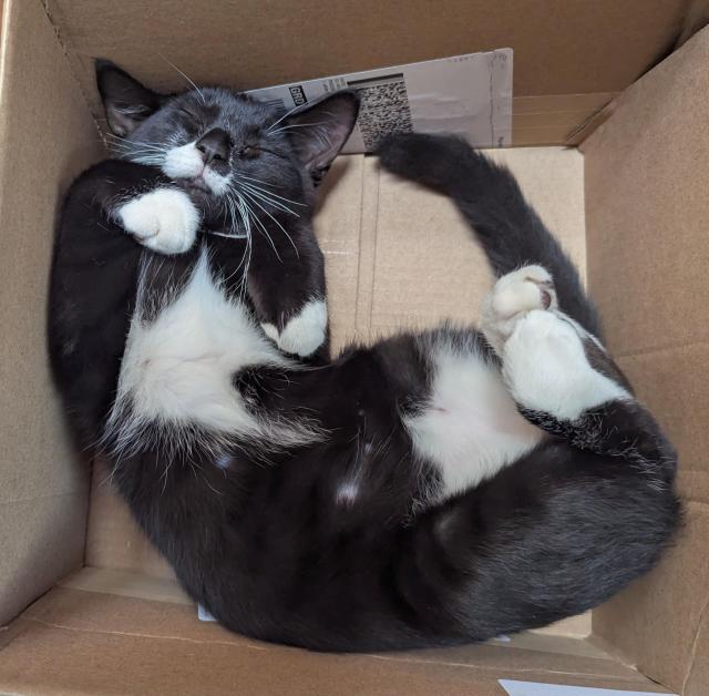 A cat is curled up on his back. He is laying in a box with his belly up. All four feet are curled slightly and his eyes are closed. He is mostly black and has white paws and a white belly