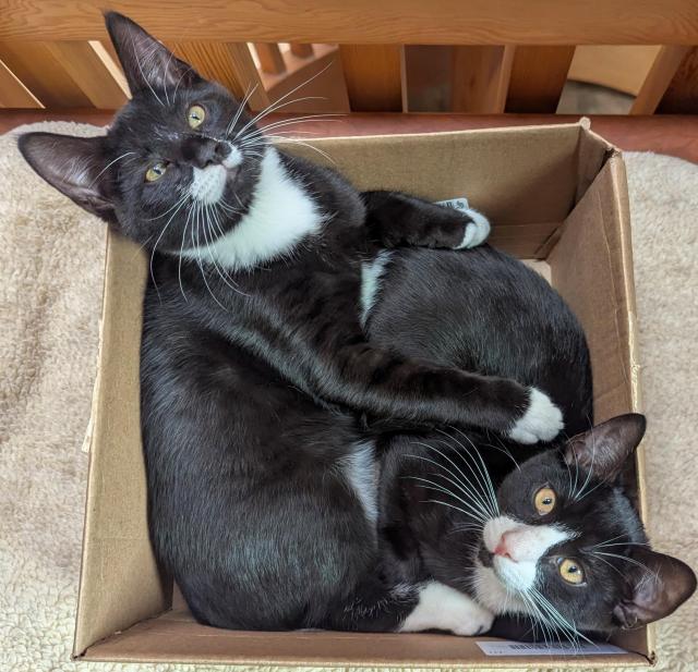 Two cats are laying in a box, on their sides, one on the left, the other on the right. They are both looking up. They are mostly black but have white paws, a white bib, white on their noses. The cat on the left has his front paws across the body of the cat on the right.