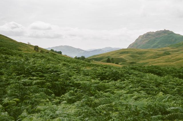 A green landscape.