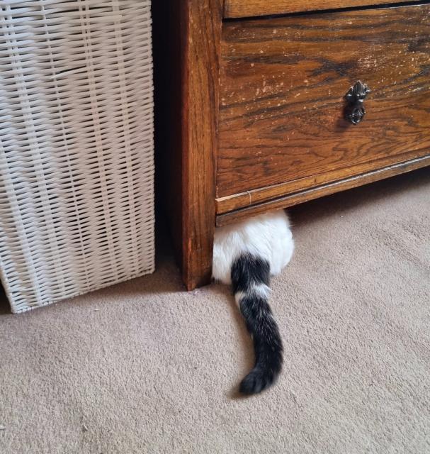 A white and black cat's tail poking out from under a wood wardrobe