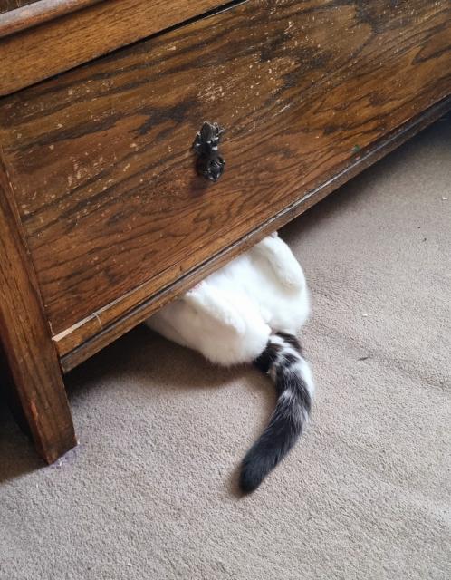 A white and black cat's back end, tail, and back legs poking out from under a wardrobe, her legs are braced on the lower edge of the wardrobe