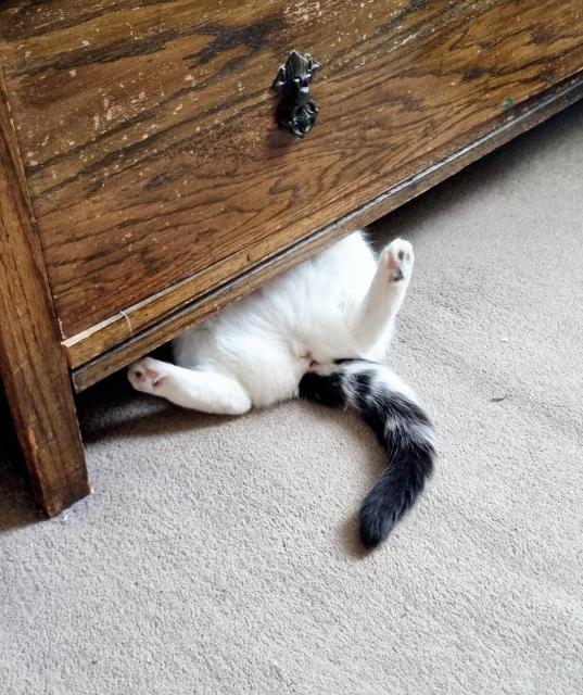 A white and black cat's back end, tail, and back legs poking out from under a wardrobe, her legs are splayed I'm a very undignified way