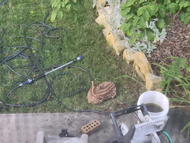 Grainy image of a fawn curled up on some grass near a garden hose