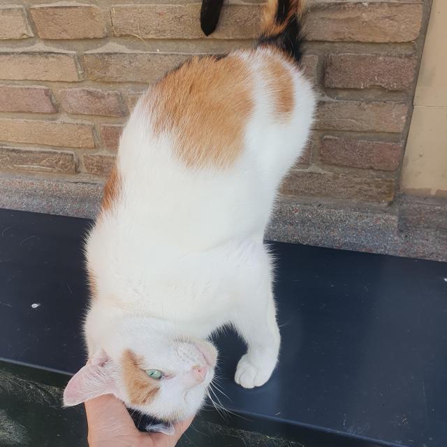 A calico cat with green-blue eyes leaning almost full body into my hand petting her. 