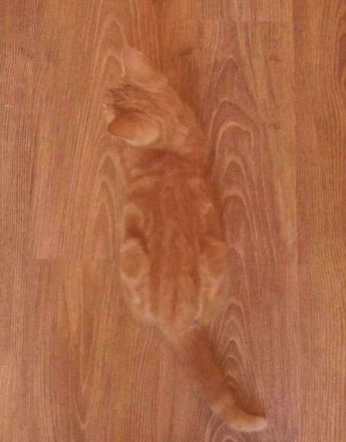 orange cat on orange floor