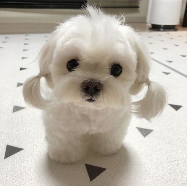 cute puppy