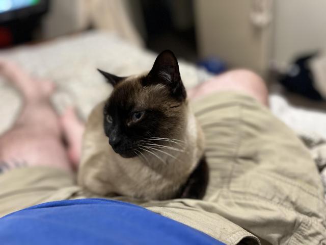 Photo of Boudica a seal point tonkinese cat sitting comfortably on my lap. The photo is focused on her face, looking to the side. The background is blurry (thankfully - there is laundry on the bedroom floor).