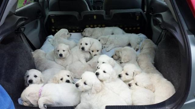 lots of pups