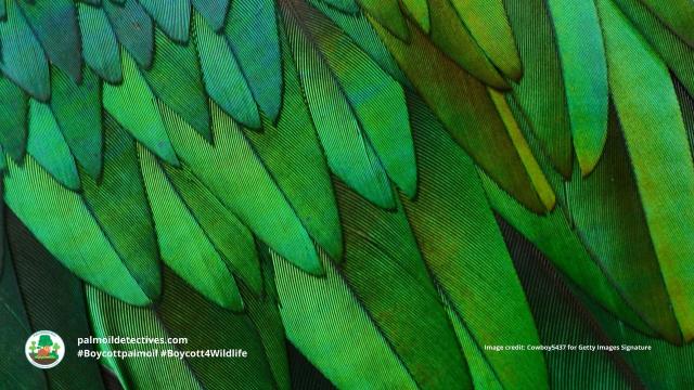 #News: Recent #research into #genetics of nearly all living #bird species has found that the first one to evolve likely had shiny, colourful, iridescent #feathers. #Boycottpalmoil #Boycott4Wildlife https://cosmosmagazine.com/nature/birds/common-bird-ancestor-iridescent/?mc_cid=06935980ee&mc_eid=0f959a4412

📸 Nicobar Pigeon