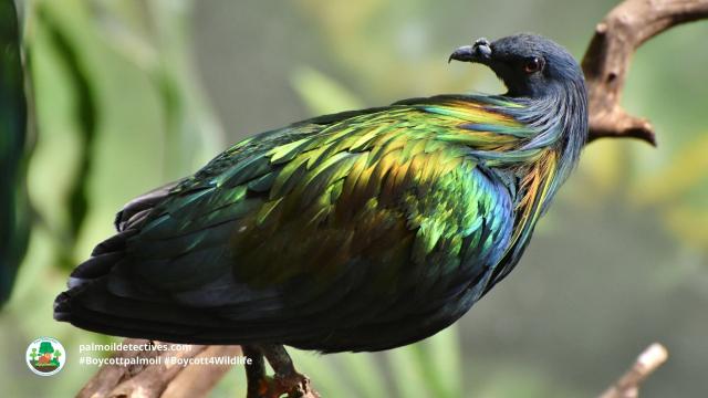 #News: Recent #research into #genetics of nearly all living #bird species has found that the first one to evolve likely had shiny, colourful, iridescent #feathers. #Boycottpalmoil #Boycott4Wildlife https://cosmosmagazine.com/nature/birds/common-bird-ancestor-iridescent/?mc_cid=06935980ee&mc_eid=0f959a4412

📸 Nicobar Pigeon