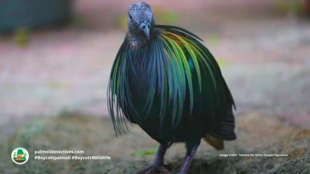 #News: Recent #research into #genetics of nearly all living #bird species has found that the first one to evolve likely had shiny, colourful, iridescent #feathers. #Boycottpalmoil #Boycott4Wildlife https://cosmosmagazine.com/nature/birds/common-bird-ancestor-iridescent/?mc_cid=06935980ee&mc_eid=0f959a4412

📸 Nicobar Pigeon