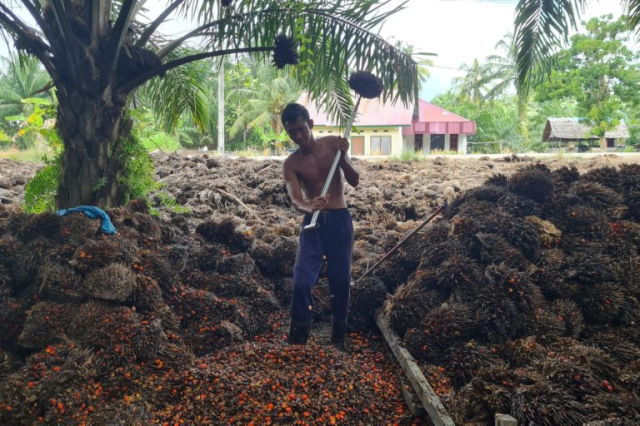 #News: #Palmoil co.  PT Hardaya Inti Plantations (HIP) in #Sulawesi caught cheating farmers their due profits fined in court 1bn rupiah /61K USD despite owing them much more #BoycottPalmOil #humanrights https://news.mongabay.com/2024/07/palm-oil-company-fined-for-cheating-sulawesi-farmers-to-reap-their-due-rupiah/ @mongabay@mastodon.green 