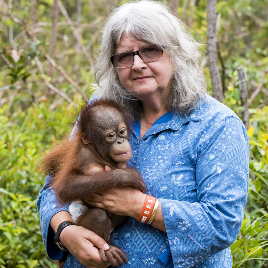 🦧 See @DrBirute in #Newcastle, #Australia Tues 6th Aug! 50+ yrs of groundbreaking work in orangutan conservation. Proudly presented by @Uni_Newcastle and @OFIAustralia Learn from the world's biggest legend of #Orangutan #Conservation #WomenInScience 💌🦧🧡https://civictheatrenewcastle.com.au/what-s-on/all-shows/orangutans-a-conservation-legacy