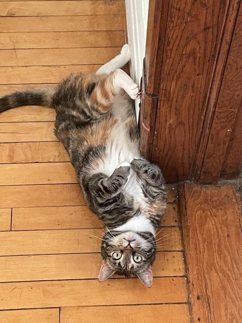 A tabby cat with white undercarriage lies upside down against a door, with no thoughts in her brain at all