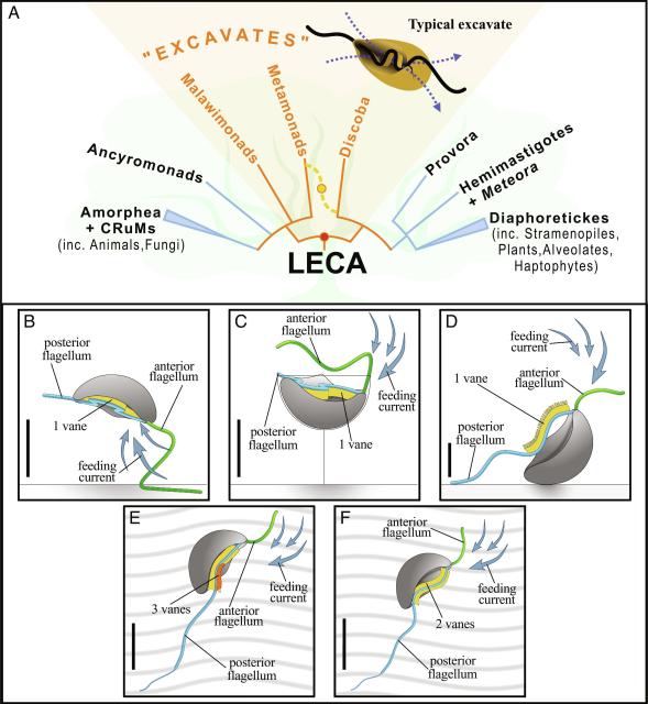 a graphic summarizing various ways of feeding in microbes 