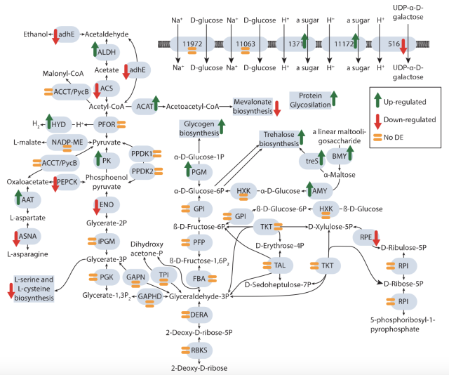 raphic showing a complicated map of metabolic pathways 