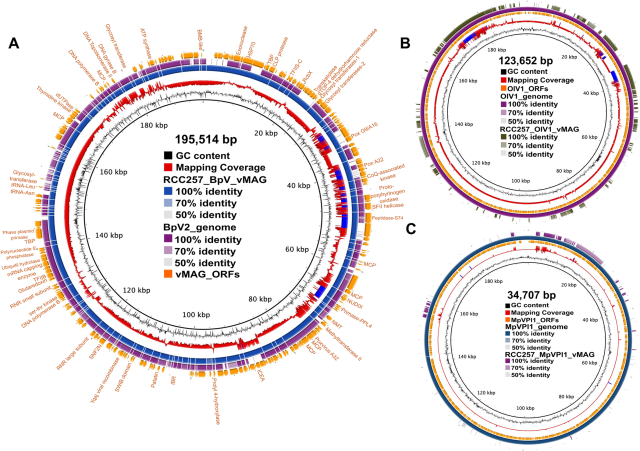 circular genome maps 