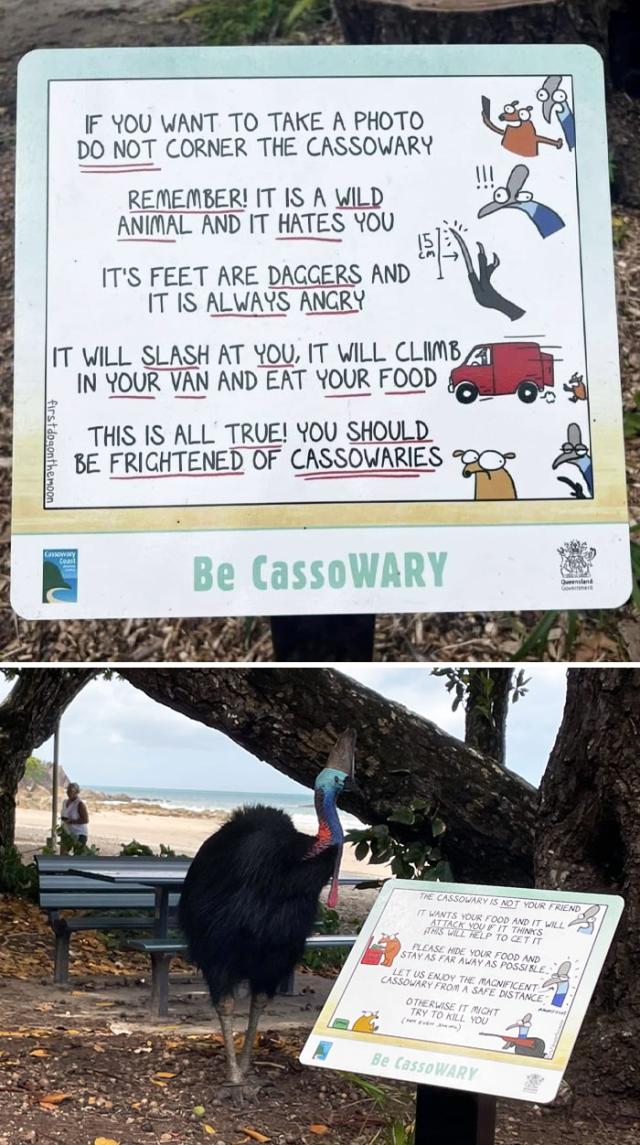 cassowary