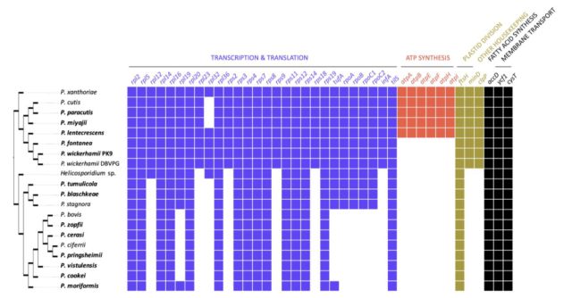 a plot showing presence or absence of many proteins across various microbial species 