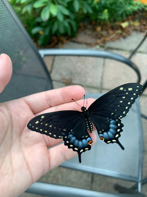 Photo of a black swallowtail butterfly perched on my hand before it flew away to glorious freedom.