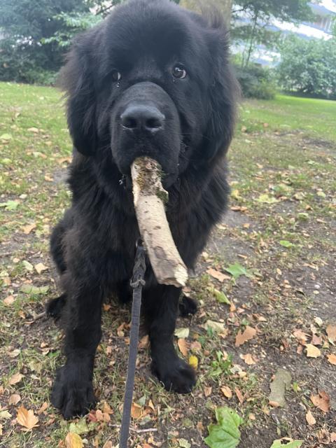 Photo of Odin, a black Newfoundlander dog, sitting proudly with a big fat stick jutting out of his mouth at an awkward angle 