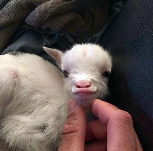 baby goat