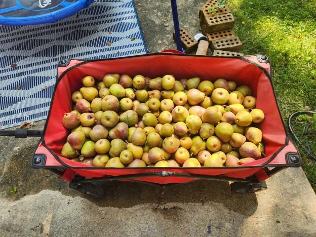 A red wagon full of pears in my back yard