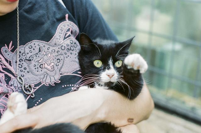 A tuxedo cat with green eyes, short white socks, a pink nose and long white whiskers is being held in arms with an expression of bewilderment.