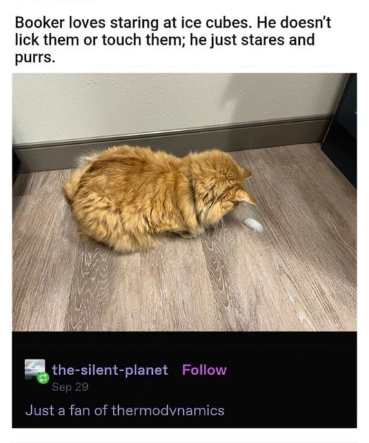 orange cat staring at ice cube