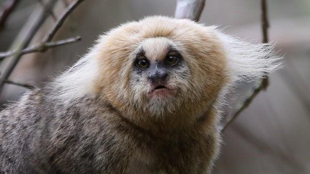 Striking “gothic” looking monkeys, Buffy-tufted-ear Marmosets are #endangered in #Brazil having lost 93% of their rainforest to #palmoil #soy and #cattle. Help them and go #vegan #Boycottpalmoil #Boycott4Wildlife https://palmoildetectives.com/2022/11/06/buffy-tufted-ear-marmoset-callithrix-aurita/ via 
@palmoildetectives 