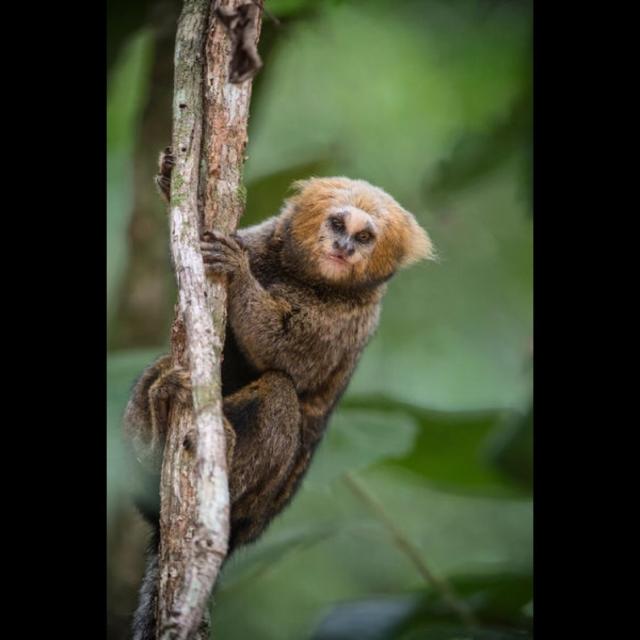 Striking “gothic” looking monkeys, Buffy-tufted-ear Marmosets are #endangered in #Brazil having lost 93% of their rainforest to #palmoil #soy and #cattle. Help them and go #vegan #Boycottpalmoil #Boycott4Wildlife https://palmoildetectives.com/2022/11/06/buffy-tufted-ear-marmoset-callithrix-aurita/ via 
@palmoildetectives 