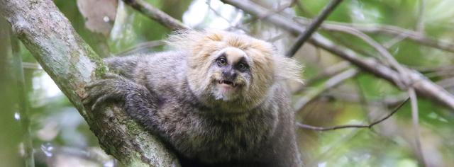 Striking “gothic” looking monkeys, Buffy-tufted-ear Marmosets are #endangered in #Brazil having lost 93% of their rainforest to #palmoil #soy and #cattle. Help them and go #vegan #Boycottpalmoil #Boycott4Wildlife https://palmoildetectives.com/2022/11/06/buffy-tufted-ear-marmoset-callithrix-aurita/ via 
@palmoildetectives 