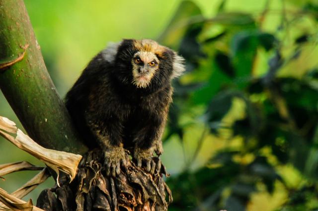 Striking “gothic” looking monkeys, Buffy-tufted-ear Marmosets are #endangered in #Brazil having lost 93% of their rainforest to #palmoil #soy and #cattle. Help them and go #vegan #Boycottpalmoil #Boycott4Wildlife https://palmoildetectives.com/2022/11/06/buffy-tufted-ear-marmoset-callithrix-aurita/ via 
@palmoildetectives 