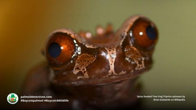 Spiny-headed Tree Frogs of #Mexico #CostaRica are Near Threatened by deforestation. Males make a “boop…boop” sound when calling to females. Fight for them each time you shop and #Boycottpalmoil #Boycott4Wildlife https://palmoildetectives.com/2023/04/02/spiny-headed-tree-frog-triprion-spinosus/ via @palmoildetect
