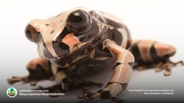 Spiny-headed Tree Frogs of #Mexico #CostaRica are Near Threatened by deforestation. Males make a “boop…boop” sound when calling to females. Fight for them each time you shop and #Boycottpalmoil #Boycott4Wildlife https://palmoildetectives.com/2023/04/02/spiny-headed-tree-frog-triprion-spinosus/ via @palmoildetect
