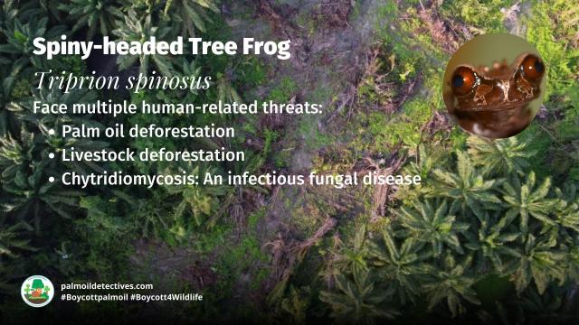 Spiny-headed Tree Frogs of #Mexico #CostaRica are Near Threatened by deforestation. Males make a “boop…boop” sound when calling to females. Fight for them each time you shop and #Boycottpalmoil #Boycott4Wildlife https://palmoildetectives.com/2023/04/02/spiny-headed-tree-frog-triprion-spinosus/ via @palmoildetect
