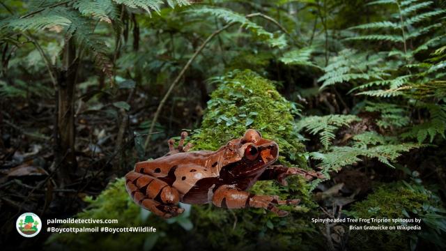 Spiny-headed Tree Frogs of #Mexico #CostaRica are Near Threatened by deforestation. Males make a “boop…boop” sound when calling to females. Fight for them each time you shop and #Boycottpalmoil #Boycott4Wildlife https://palmoildetectives.com/2023/04/02/spiny-headed-tree-frog-triprion-spinosus/ via @palmoildetect
