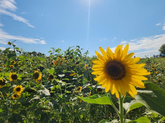 Field of sunflowers under a blue sky