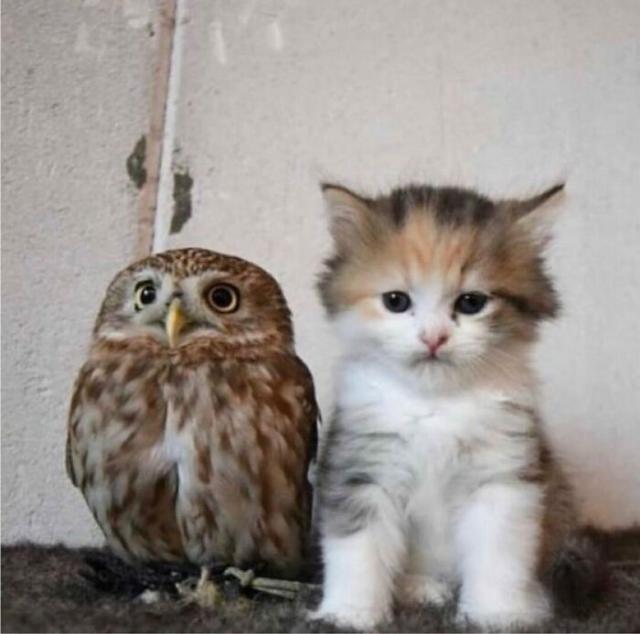 owl and pussy cat