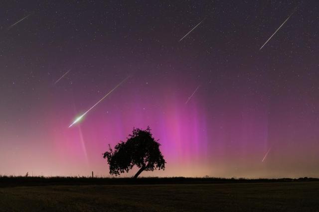 A night sky filled with stars is colored partly purple by an aurora. Also visible are several streaks which are meteors in this image composite. In the foreground is a field and lone tree. Part of the tree slants at the nearly the same angle of the meteor streaks.