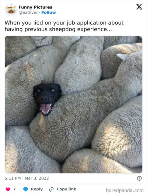 black dog, white sheep