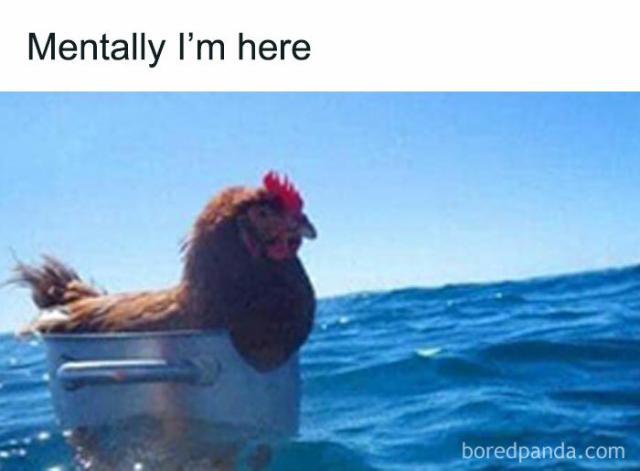 chicken at sea