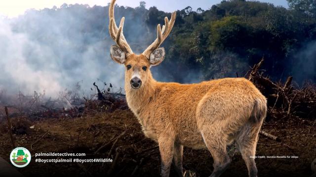 #News: Scientists warn that a proposed commercial waterway through the Pantanal #wetland could devastate the #ecosystem, increasing wildfires and threatening #biodiversity. #deforestation #BoycottPalmOil #BoycottGold #Boycott4Wildlife https://www.theguardian.com/environment/article/2024/aug/12/pantanal-waterway-project-would-destroy-paradise-on-earth-scientists-warn-aoe
@guardian   

Marsh Deer