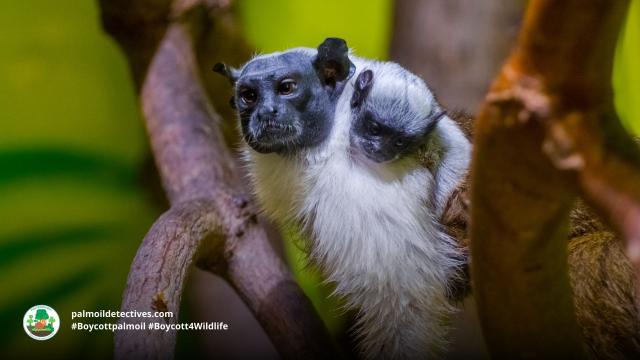 #News: Scientists warn that a proposed commercial waterway through the Pantanal #wetland could devastate the #ecosystem, increasing wildfires and threatening #biodiversity. #deforestation #BoycottPalmOil #BoycottGold #Boycott4Wildlife https://www.theguardian.com/environment/article/2024/aug/12/pantanal-waterway-project-would-destroy-paradise-on-earth-scientists-warn-aoe
@guardian    

Pied Tamarin 