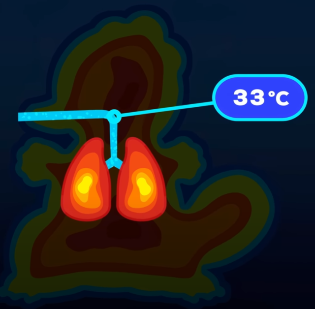 Infographic of respiratory tract and lungs, showing the respiratory tract is much cooler than the rest of your body at 33C compared to 37C ( https://www.youtube.com/watch?v=cRZOUcpiOxY ).