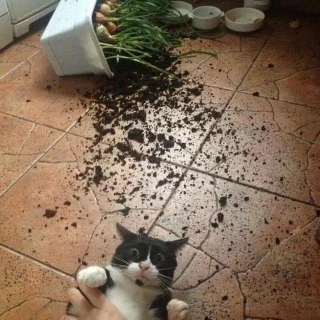 cat oops