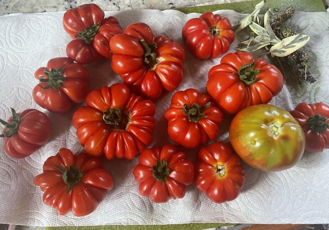 About a dozen deeply pleated bright red tomatoes on a white paper towel atop a cutting board.  A batch of different fresh herbs is in the corner.