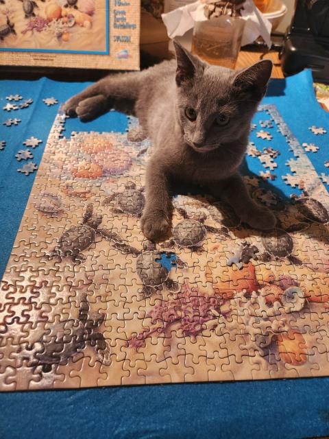 Grey kitten laying on top of a partially finished sea turtle jigsaw puzzle. He looks very pleased with himself